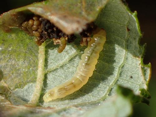 Caloptilia stigmatella